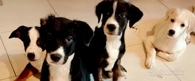 Regalasi cuccioli taglia piccola