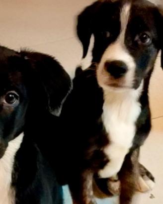 Regalasi cuccioli taglia piccola