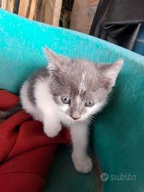 Gattini