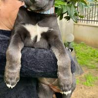 Cucciole 3 mesi