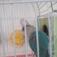 Inseparabili