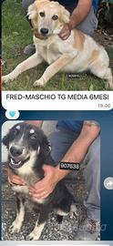 Sette cuccioli in canile