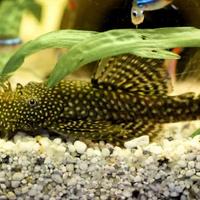 2 ANCISTRUS maschi adulti