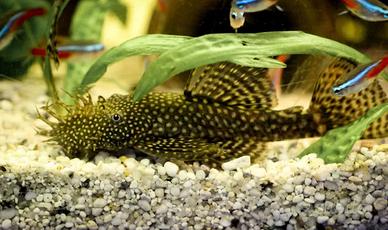 2 ANCISTRUS maschi adulti