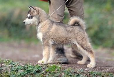 Cuccioli alaskan malamute 1 maschio 1 femmina