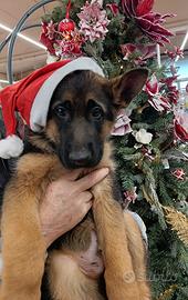 Cucciolo di Pastore Tedesco