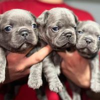 Cuccioli di bulldog francesi