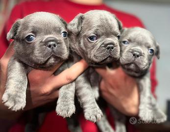 Cuccioli di bulldog francesi