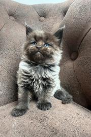 Cuccioli maine coon linee estere TOP Pedigree ANFI