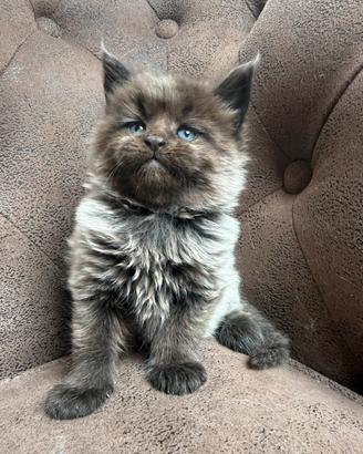 Cuccioli maine coon linee estere TOP Pedigree ANFI