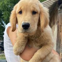 Cuccioli American Golden Retrievers