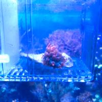 Anemone quadri color