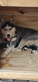 Cuccioli di siberian husky