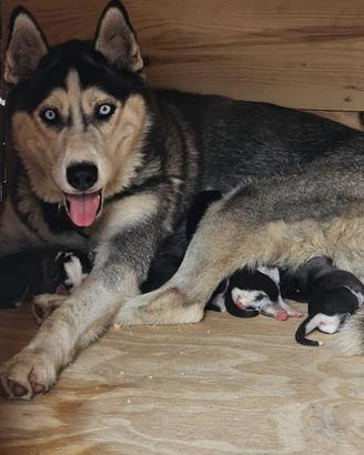 Cuccioli di siberian husky