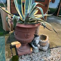 Agave con vaso
