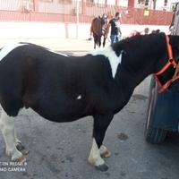 Vendo pony