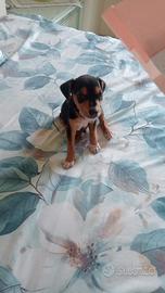 Cucciolo incrocio princher