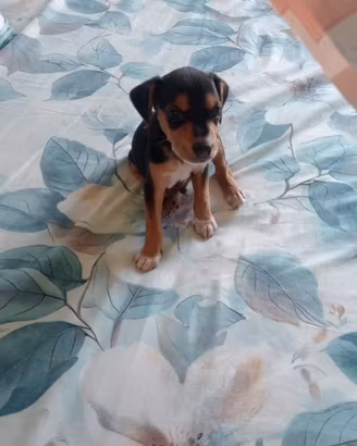 Cucciolo incrocio princher