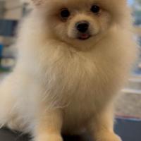 Spitz Pomerania crema