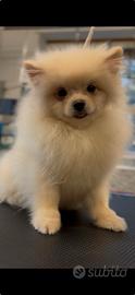 Spitz Pomerania crema