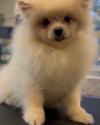 Spitz Pomerania crema