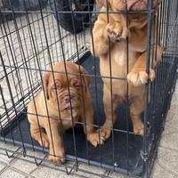 Dogue de bordeaux