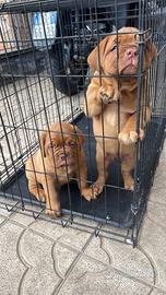 Dogue de bordeaux