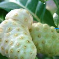 Noni pianta tropicale 