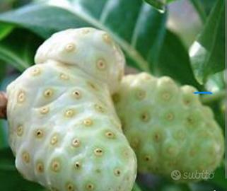 Noni pianta tropicale 