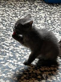 Cucciolini misti assortiti pelo misto