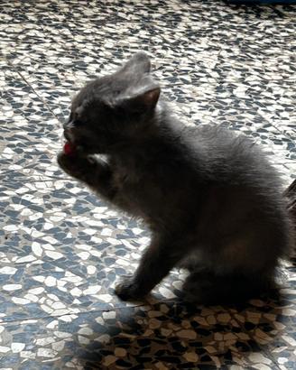 Cucciolini misti assortiti pelo misto