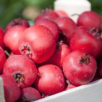 Semi di Azeruolo rosso