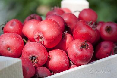 Semi di Azeruolo rosso