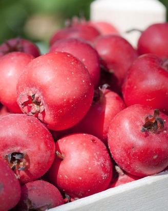 Semi di Azeruolo rosso
