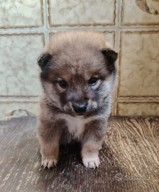 Cucciolo shiba Inu referenziato