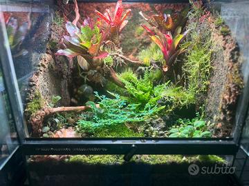 Terrario allestito