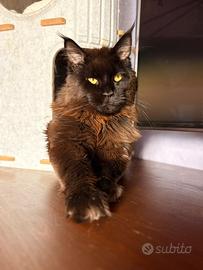 Maine Coon per monte