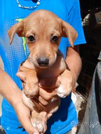 Cani piccoli