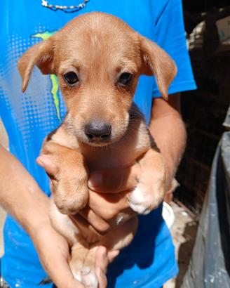 Cani piccoli