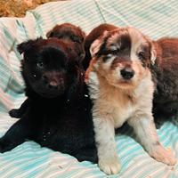 Cuccioli Pastore della Lessinia e del Lagorai