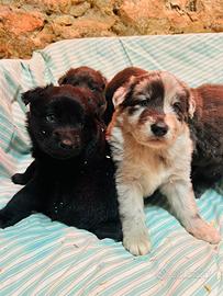Cuccioli Pastore della Lessinia e del Lagorai