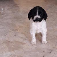 Cuccioli Springer Spaniel