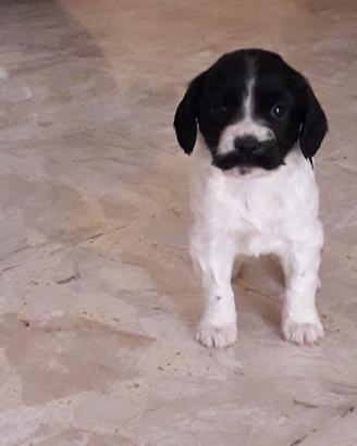 Cuccioli Springer Spaniel