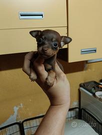 Mini pincher Toy