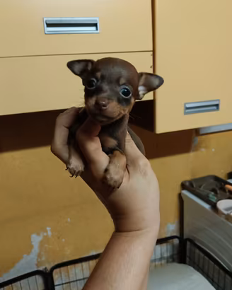 Mini pincher Toy