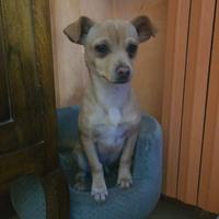 Taglia piccola d giocherellone Chiuwuwua