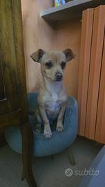 Taglia piccola d giocherellone Chiuwuwua