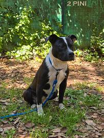 American Staffordshire di 9 mesi