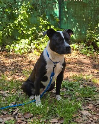 American Staffordshire di 9 mesi