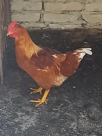 Gallo